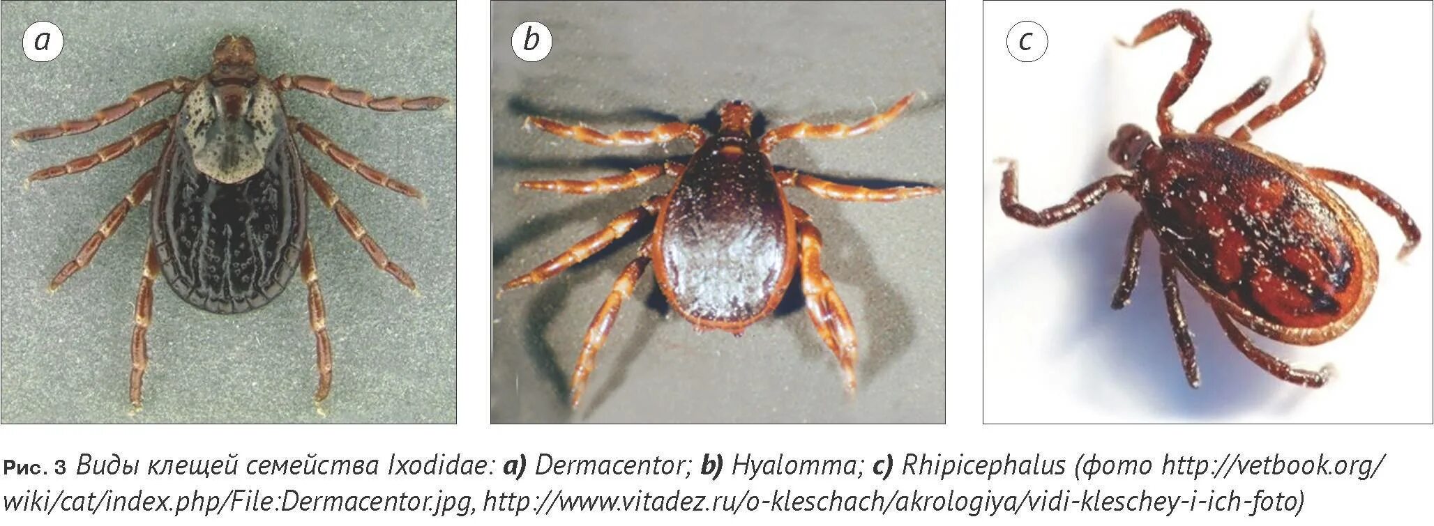 Hyalomma клещ. Самка клеща Дермацентор. Собачий иксодовый клещ. Иксодовый клещ Дермацентор. Разновидности клещей фото и описание