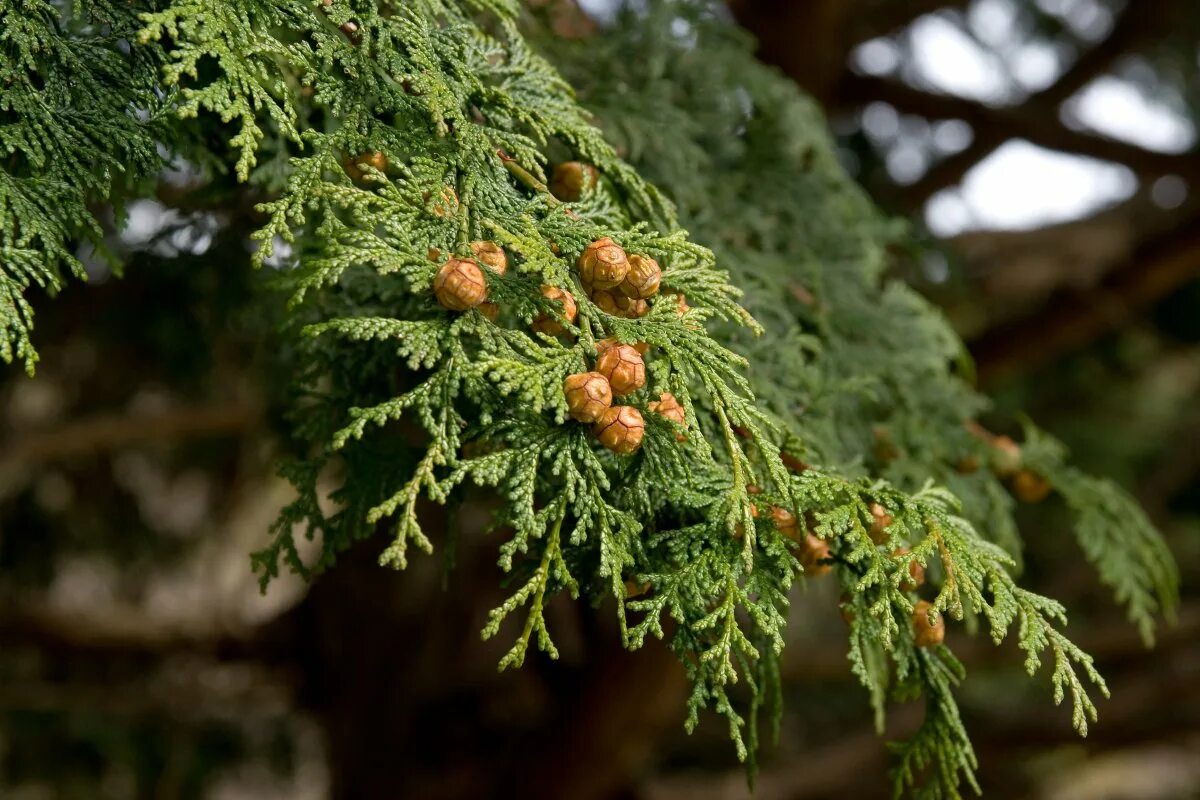 Кипарис вечнозеленый (Cupressus sempervirens). Кипарисовик горохоплодный шишки. Кипарисовик нутканский шишки. Можжевельник Лавсона. Семейство хвойных