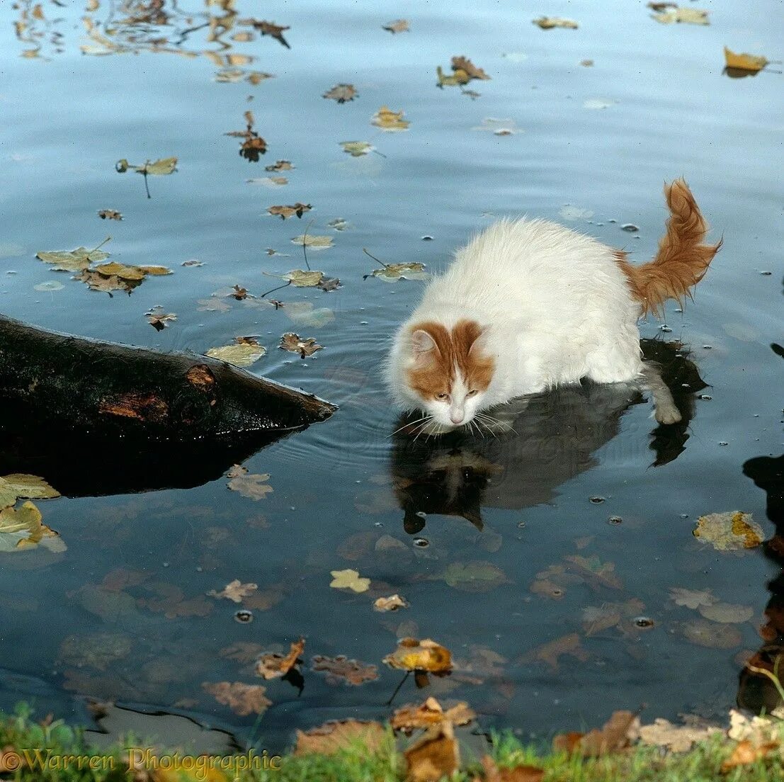 Котята озерах