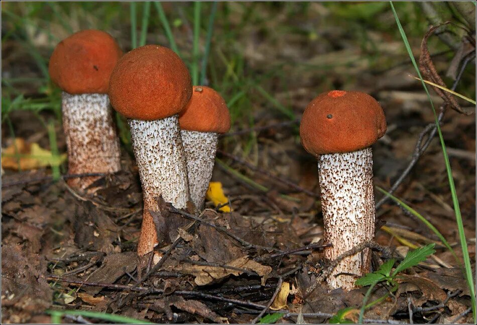 опята подберезовик. лесные опята съедобные. грибы маслята и подосиновики. подосиновики,грузди,белые. подосиновик красноголовик.