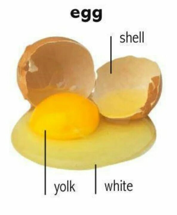 Как по английски будет яйцо. Egg Parts. Eggs in English. Egg Vocabulary. Плакат на стену желток и белок.