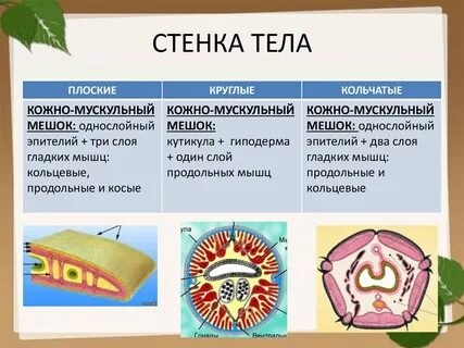 Стенки тела плоских червей