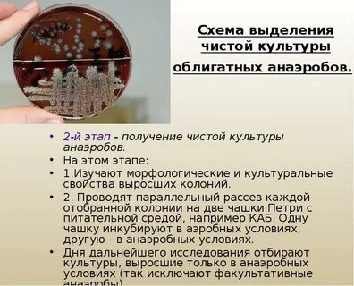 Этапы выделений