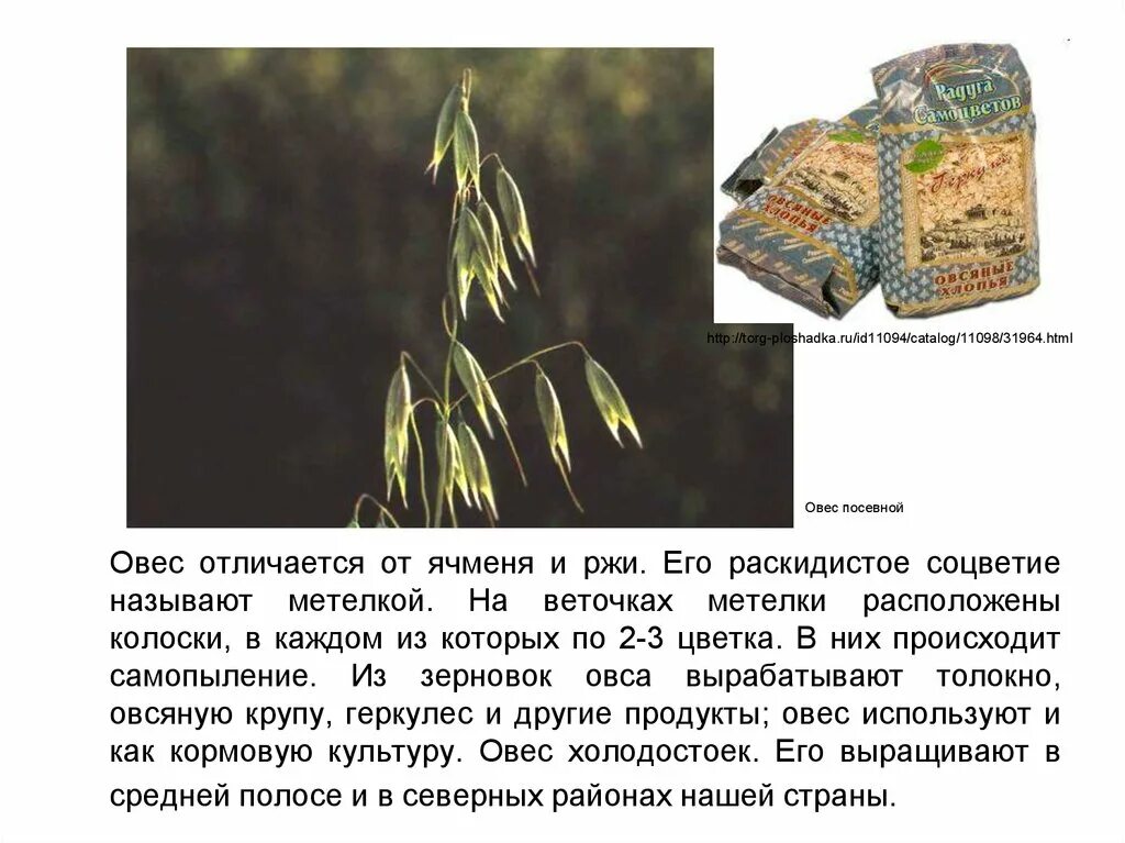 Для чего люди используют овес. Овес описание. овес соцветие. овсюг и овес отличия. овёс посевной.