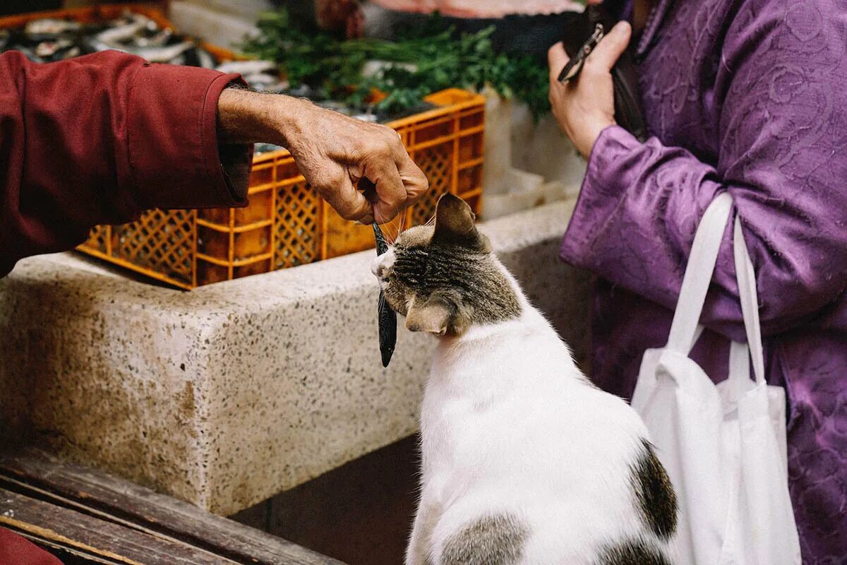 Женщина кормит кошек. Бабушка кормит кота. Бабушка кормит бездомных кошек. Человек кормит кошку. Человек подкармливает кошек.