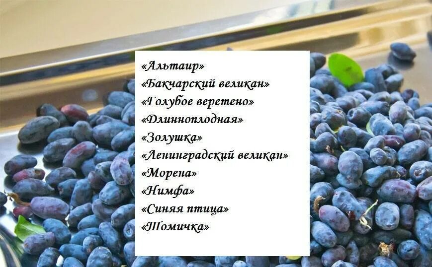 Жимолость сорт великан. Жимолость сорт голубое Веретено. Жимолость Амфора и нимфа. Жимолость сорт Хоней би. Жимолость югана описание сорта фото отзывы