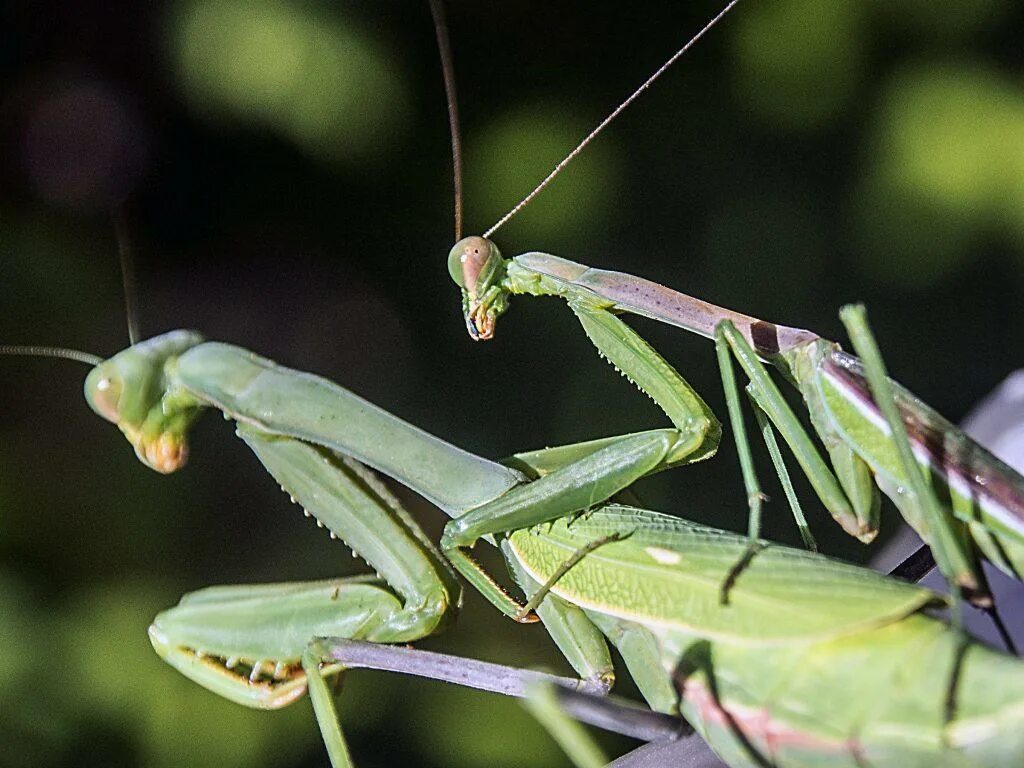 Самец богомола после спаривания. Богомол самка и самец. Богомол Mantis religiosa самка. Африканский короткокрылый богомол. Самки и самцы Богомолов.