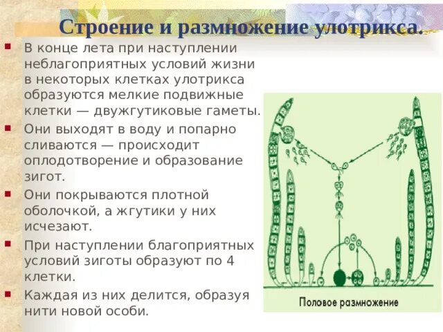 Преобладающее поколение у водорослей. Улотрикс строение и размножение. Строение и размножение улотрикса. Строение клетки улотрикса. Улотрикс строение клетки.