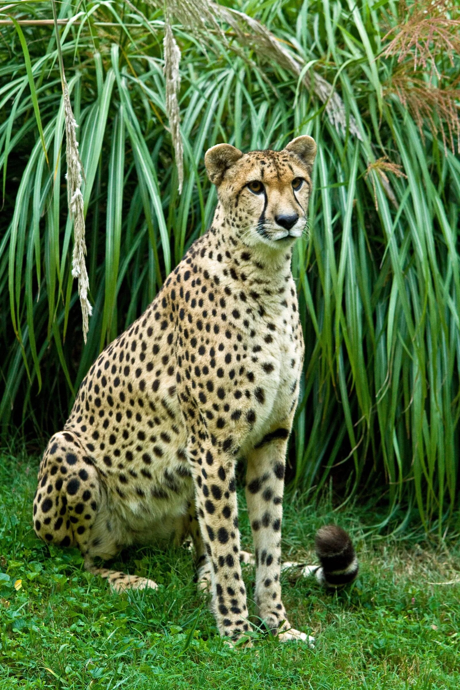 Южноафриканский гепард. Cheetah (гепард). Леопард в саванне. Пятнистый гепард.