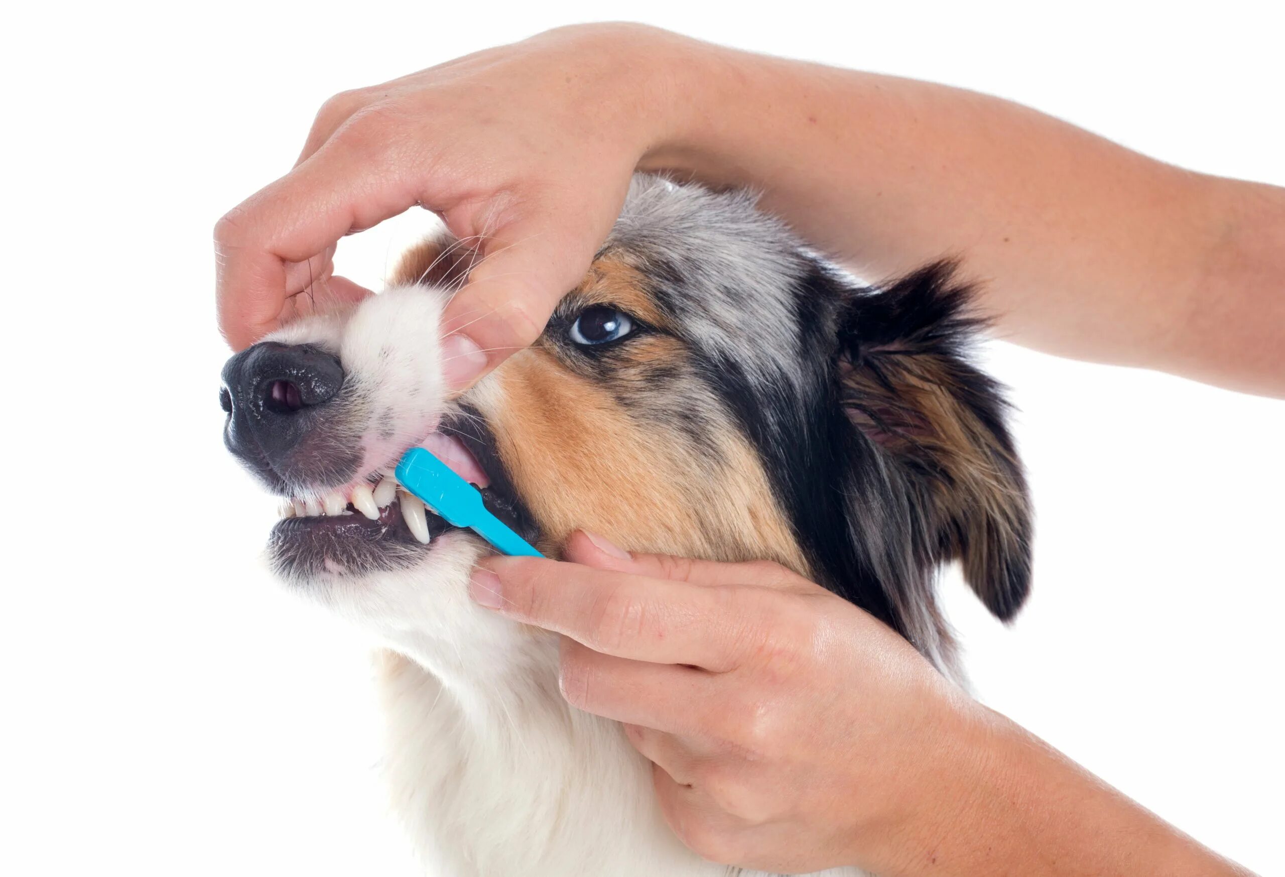 Зубная щетка для животных. Гигиена собак. Зубная щётка для собак. Зубами по шерсти