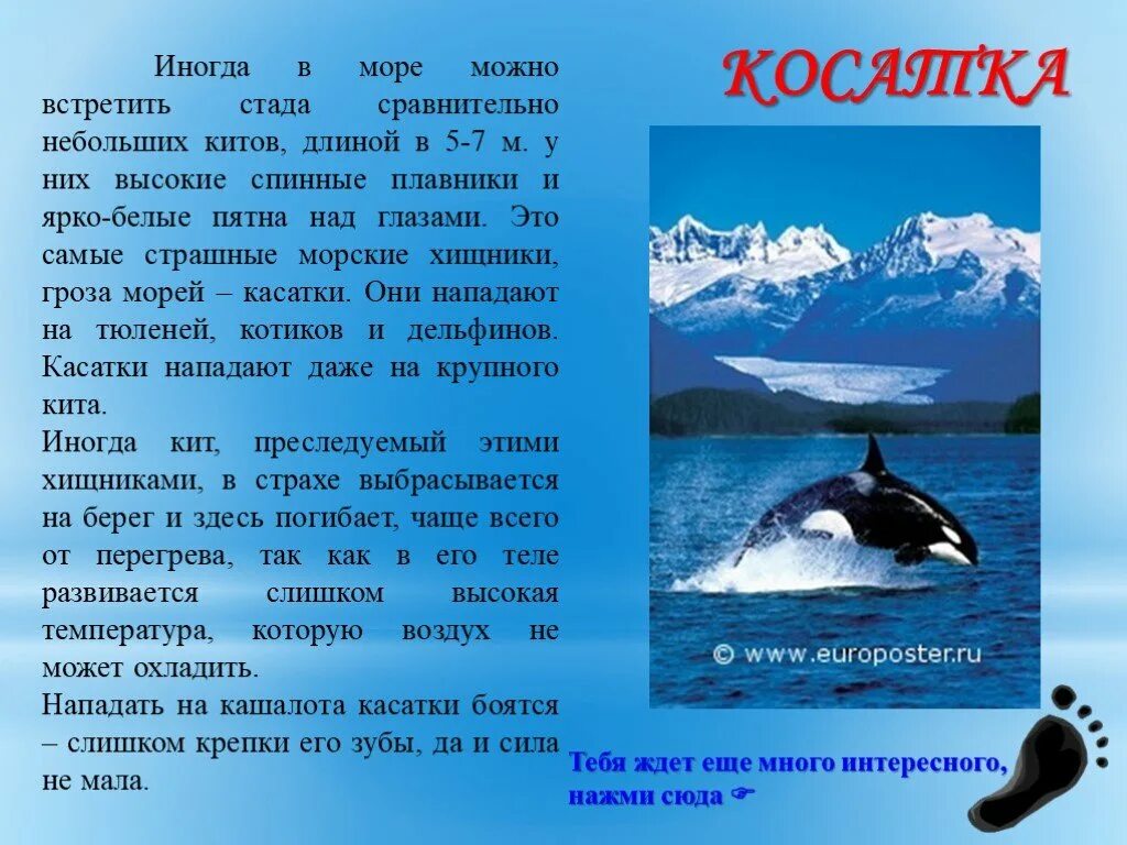 Информация о касатке. Касатка информация для детей. Рассказ про касатку. Интересные факты о касатках. Касатка кратко