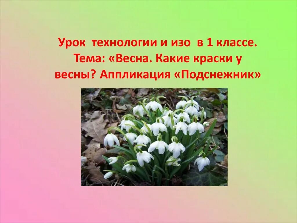 Подснежник 1 класс технология. Подснежник слайд. Подснежник презентация 1 класс. Загадка про подснежник 2 класс