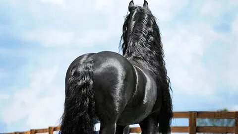 Horse but