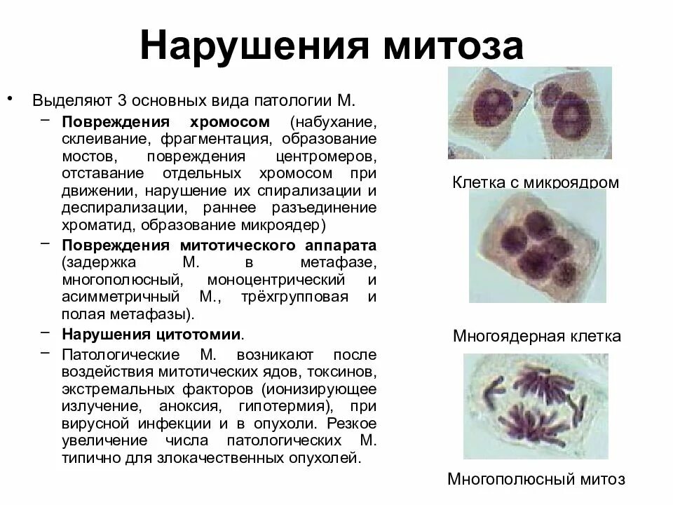 Делятся ли клетки. Патология митоза, связанная с нарушением цитотомии. Причины нарушений митотического деления клеток.. Многополюсный митоз. Формы патологических митозов.