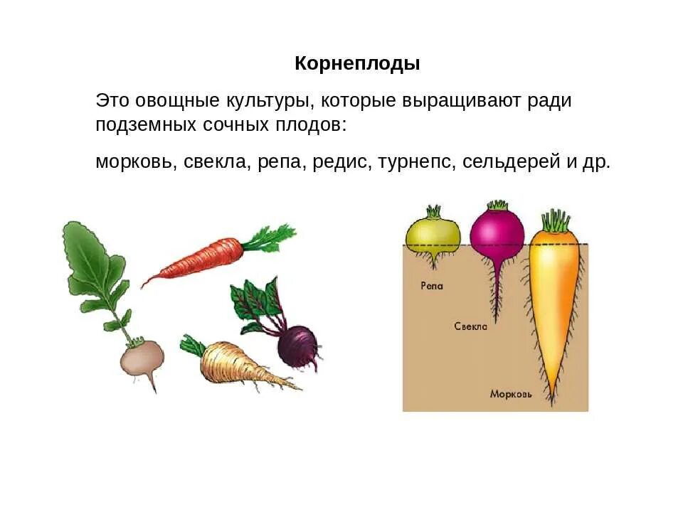 Морковь является растением. Корнеплоды характерны для растений. Типы растений с корнеплодом. Корнеплоды список овощей. Корнеплоды для детей.