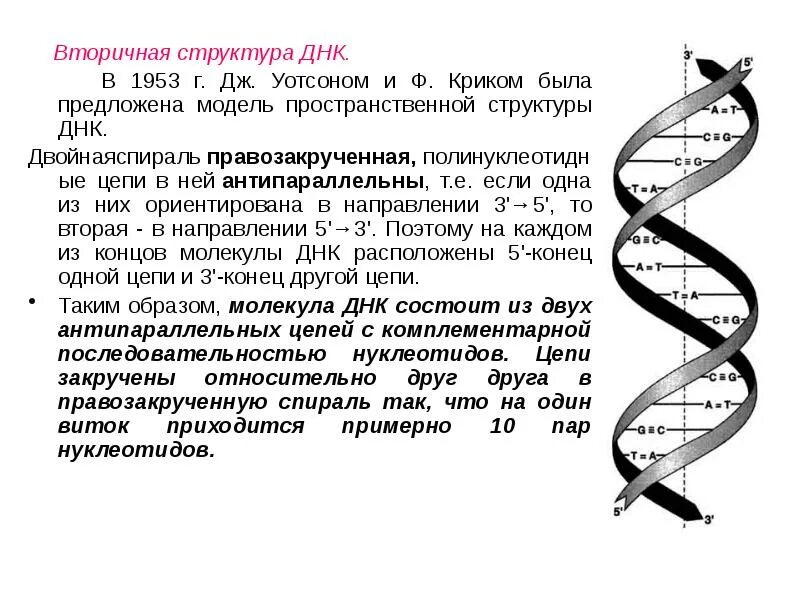 Какого структура днк. Вторичная структура ДНК. Строение вторичной структуры ДНК. Вторичная структура молекулы ДНК. Первичная структура ДНК функции.