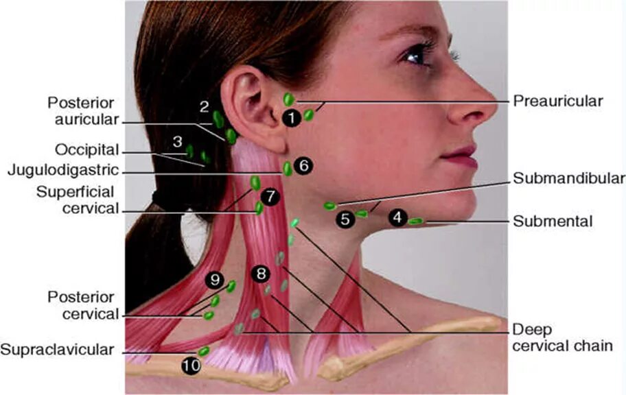 Nursing Assessment of Head and Neck Lymph massage, Lymph glands, Lymph nodes
