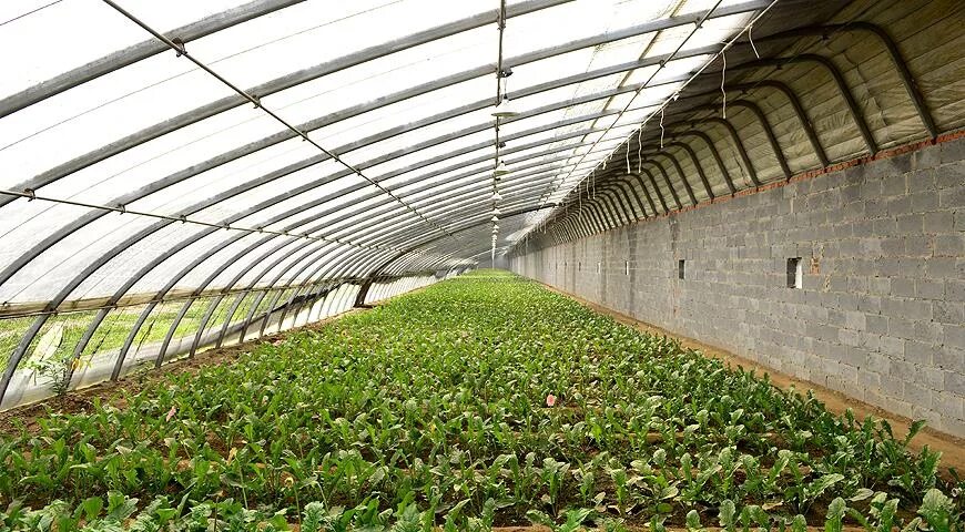 Китайский солнечный вегетарий. Теплица био вегетарий. Био вегетарий иванова. Солнечный био вегетарий. Солнечный био-вегетарий (сбв).