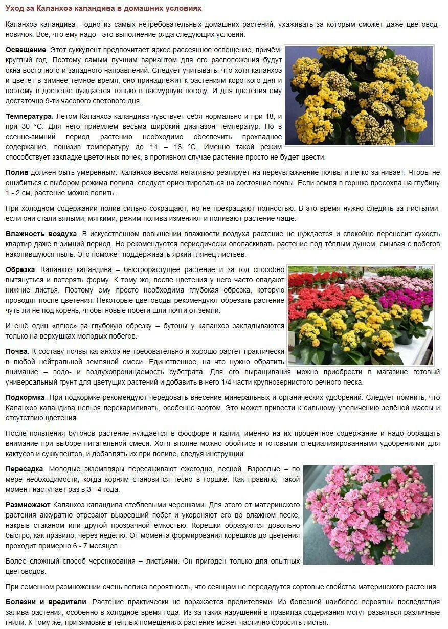 Пересадить цветущую каланхоэ после покупки. Уход за каланхоэ в домашних условиях. каланхоэ в домашних условиях. каланхоэ уход в домашних условиях после покупки.