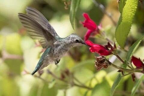 How do hummingbirds help flowering plants