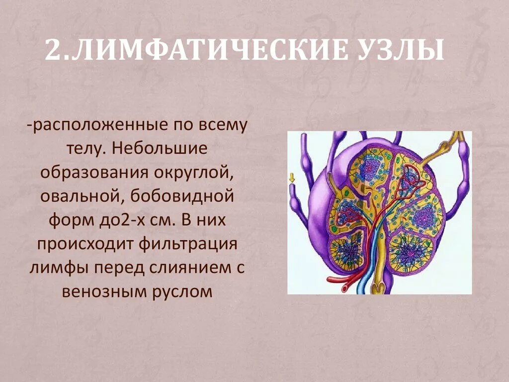 К лимфатическим узлам относится. Лимфатические узлы. Строение лимфатического узла. Лимфатический узел рисунок. Лимфатический узелок лимфатического узла.