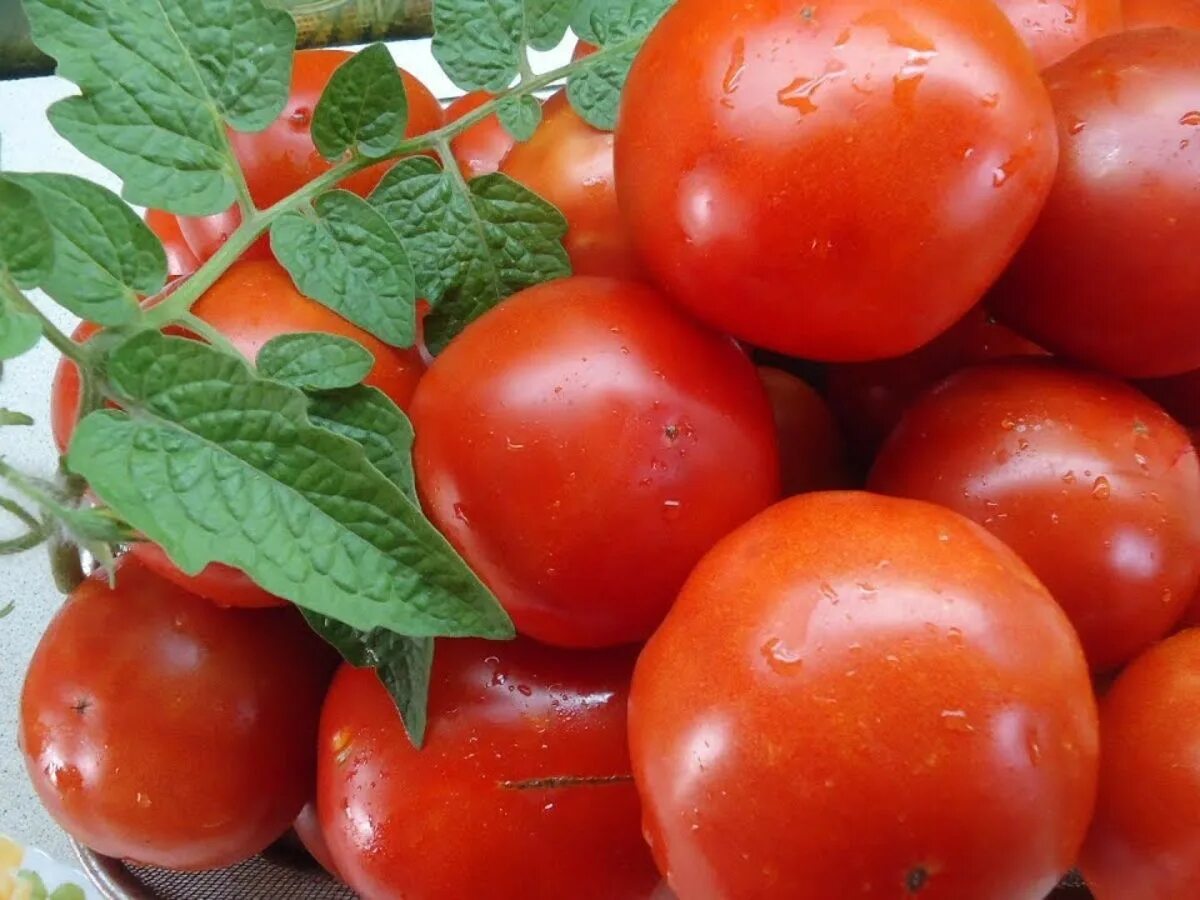 Томаты крупные мясистые сладкие сорта. Помидоры сорт санька характеристика и описание сорта. Томат бочата семена алтая. Семена томатов кировской селекции. Томат джина характеристика и описание сорта.