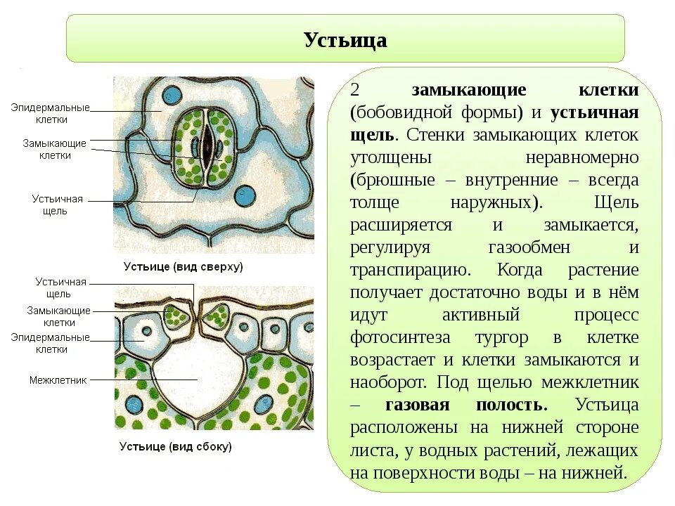 Устьица живые клетки