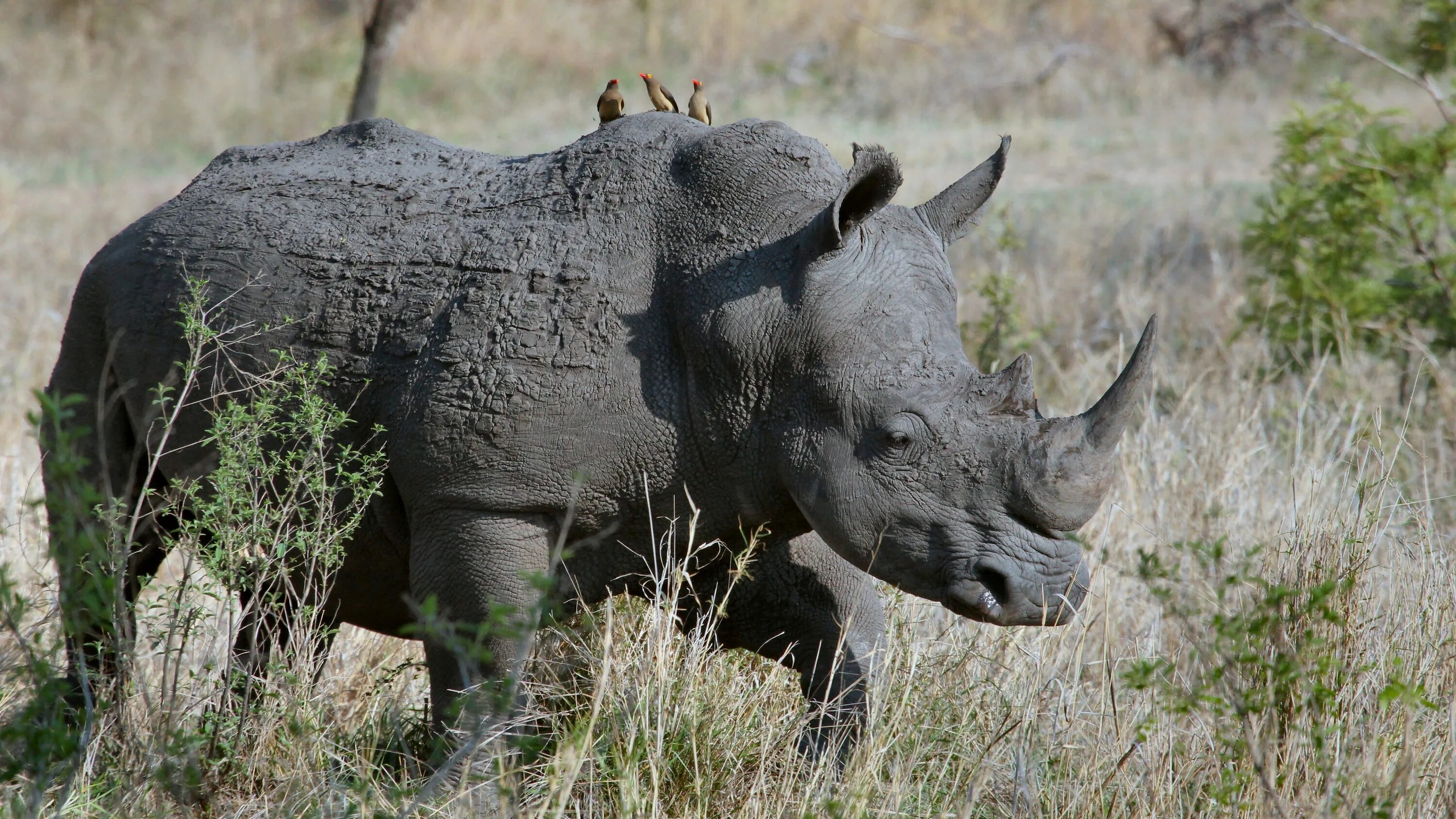 Носороги живут в лесу. Носорог. Звери Африки. Дикие африканские животные. Носорог картинка.