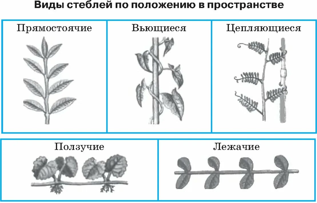 Положение стебля. Типы стеблей по расположению в пространстве. положение стебля в пространстве. типы стеблей растений. типы стеблей по положению в пространстве.
