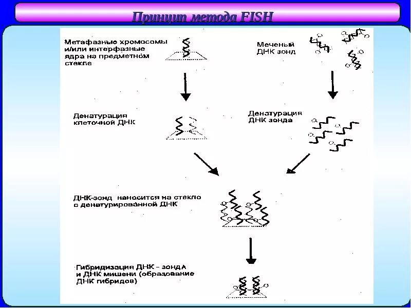 Днк зонд. Метод ДНК зондов схема. Этапы генетического анализа схема. Fish метод диагностики генетика схема. Метод сравнительной геномной гибридизации.