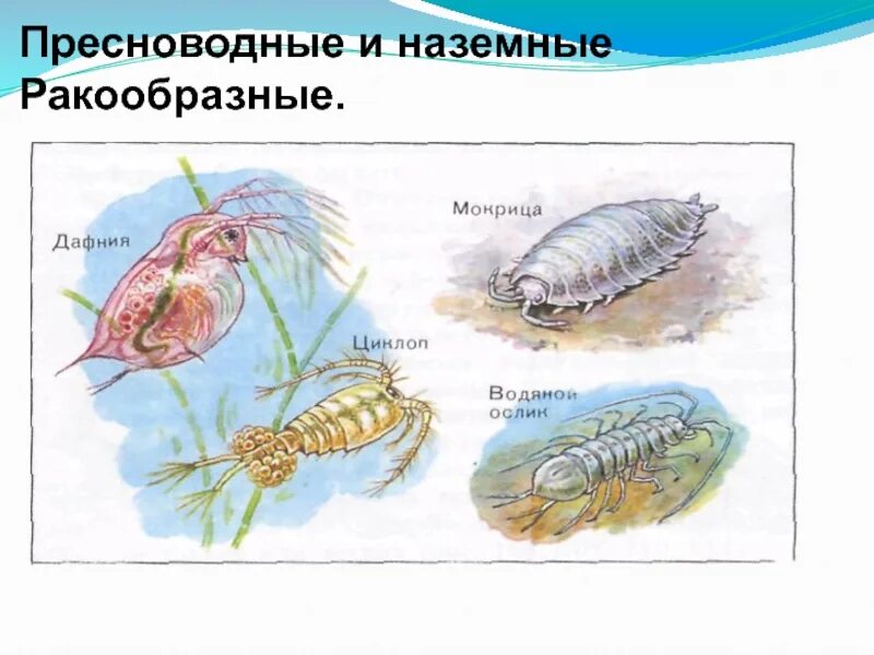 К представителям ракообразных относятся