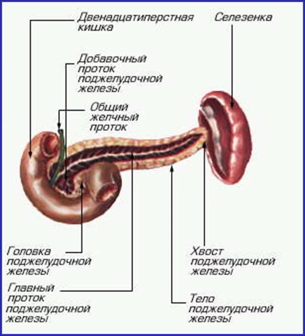 Селезенка едят. Поджелудочная железа головка тело хвост. Выводной проток поджелудочной железы. Строение поджелудочной железы. Главный и добавочный проток поджелудочной железы.