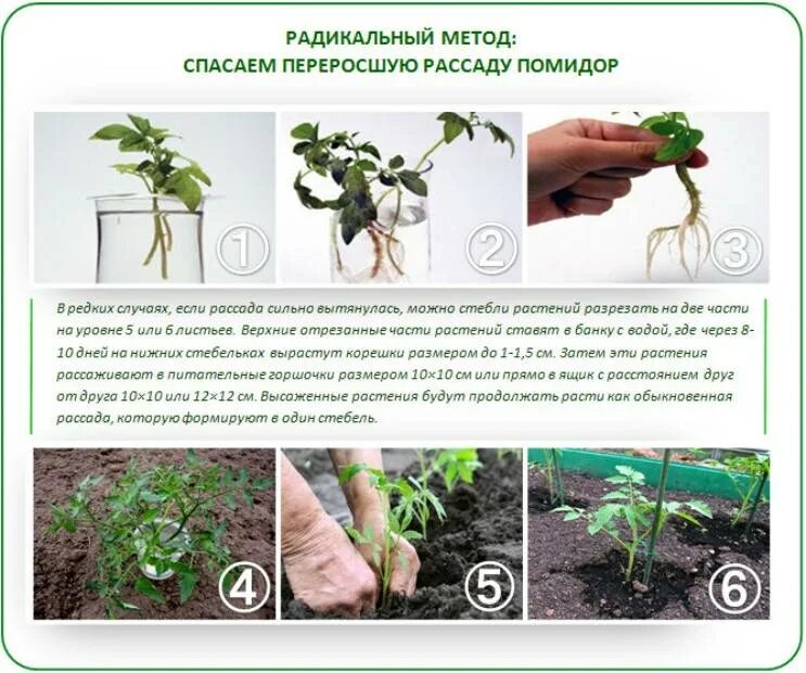 Рассада томатов. Формирование рассады, саженцев томатов. Рассада томатов в теплице. Как садить помидоры.