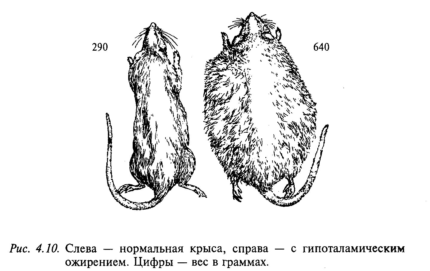 Нормальный вес крысы. Норма веса крысы. Нормальный вес крысы самца.