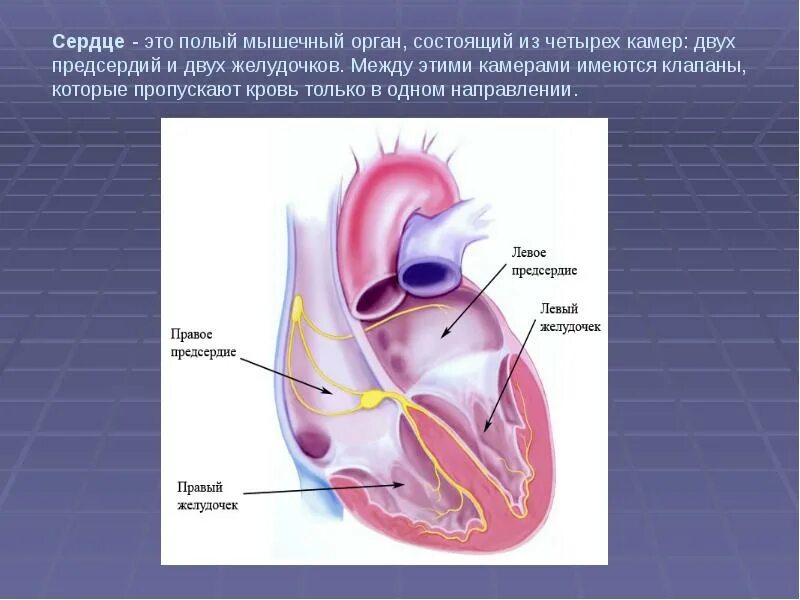 Сердце является полым мышечным органом разделенным на. Сердце состоит из.2 предсердий и 2 желудочков. сердце. камеры сердца: предсердия, желудочки;. сердце состоит из четырёх кмер.