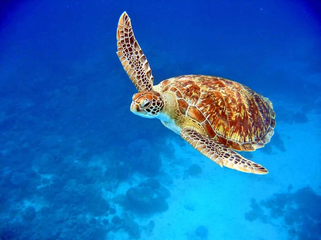 зелёная черепаха и бисса. черепаха бисса (каретта). черепаха каретта-каретта. черепах бисса. зеленая черепаха бисса атлантическая.