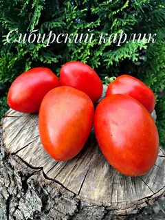 Сибирский карлик фото