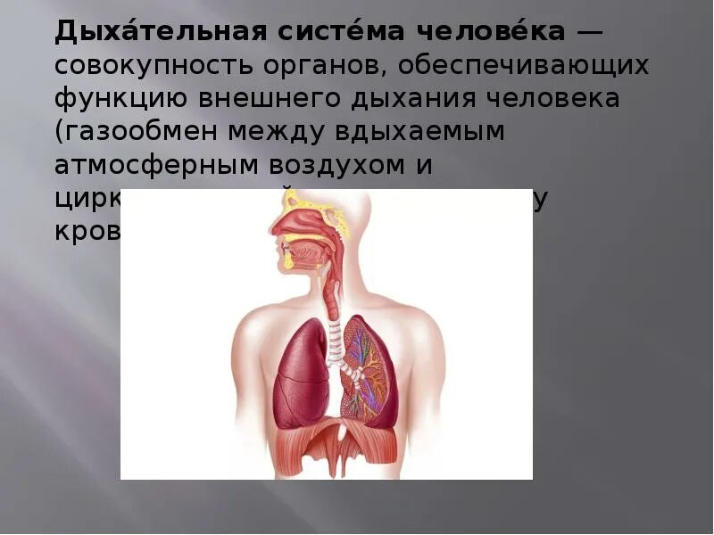 Органы обеспечивающие дыхание человека. Дыхательная система человека газообмен. Газообмен дыхания человека. Органы газообмена у человека. Органы газообмена дыхательной системы человека.