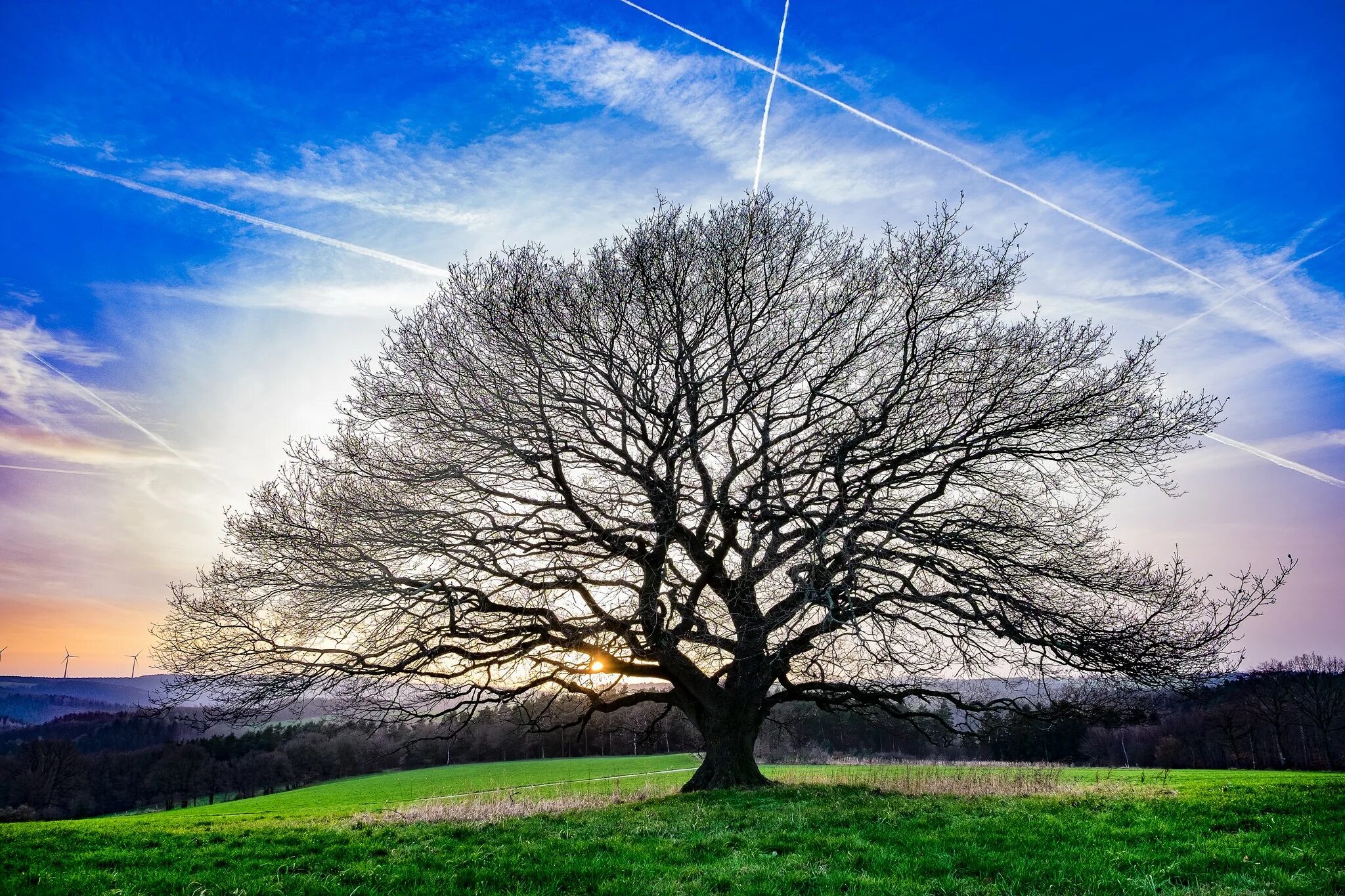 Tree us