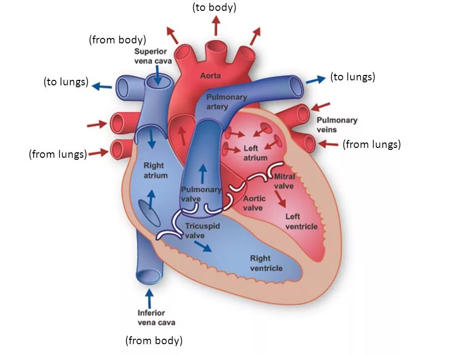 Задержка тока крови латынь. Строение сердца движение крови. Нормальная анатомия сердца. Строение сердца человека. Отделы сердца и сосуды.
