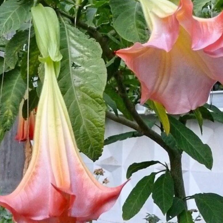 бругмансия датура. кампсис лиана. бругмансия древовидная. цветок граммофон. фиалки граммофончики.