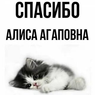 Спасибо алиса хочешь