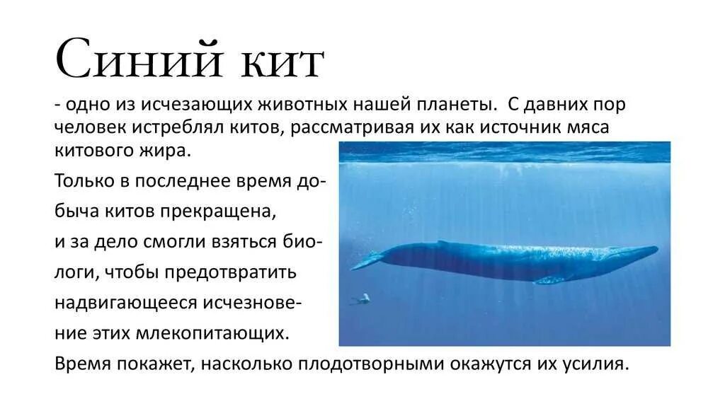 Синий кит. Голубой кит блювал. Причины исчезновения синих китов. Интересные факты о китах.