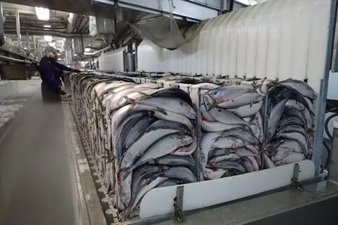 Рыбные оптовые склады