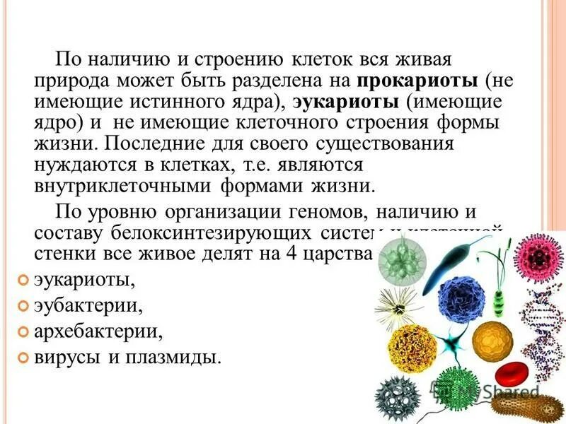 Сообщение о микробиологии и ее задачах. Сообщение о микробиологии и ее задачах