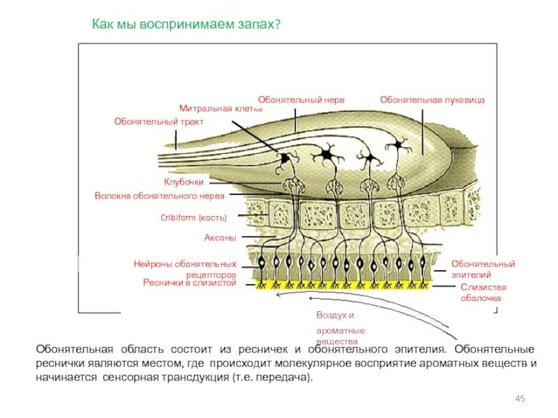 Обонятельный нерв анатомия схема. Ход обонятельного нерва схема. Строение обонятельного тракта. Обонятельный нерв рецепторы. Обонятельное ядро