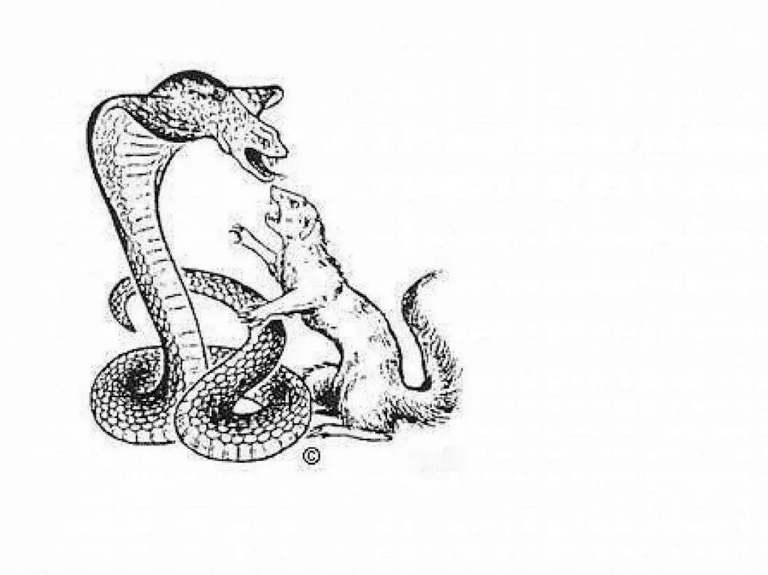 Мангуст рикки тикки. Раскраска к сказке рикки тикки тави. Мангуст рикки тикки тави. Рики тики тави распечатать. Рики тики тави иллюстрации киплинга.