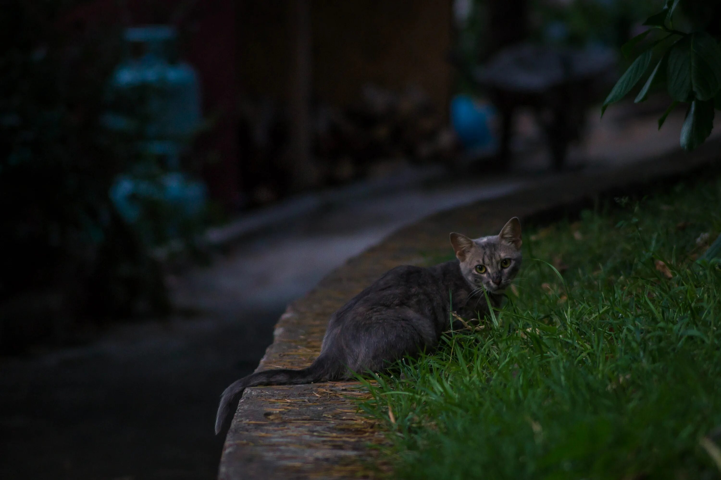 Звуки гуляющих котов. Кот гуляет. Котик в траве ночью. Кот гуляет ночью. Коты в ночном городе.