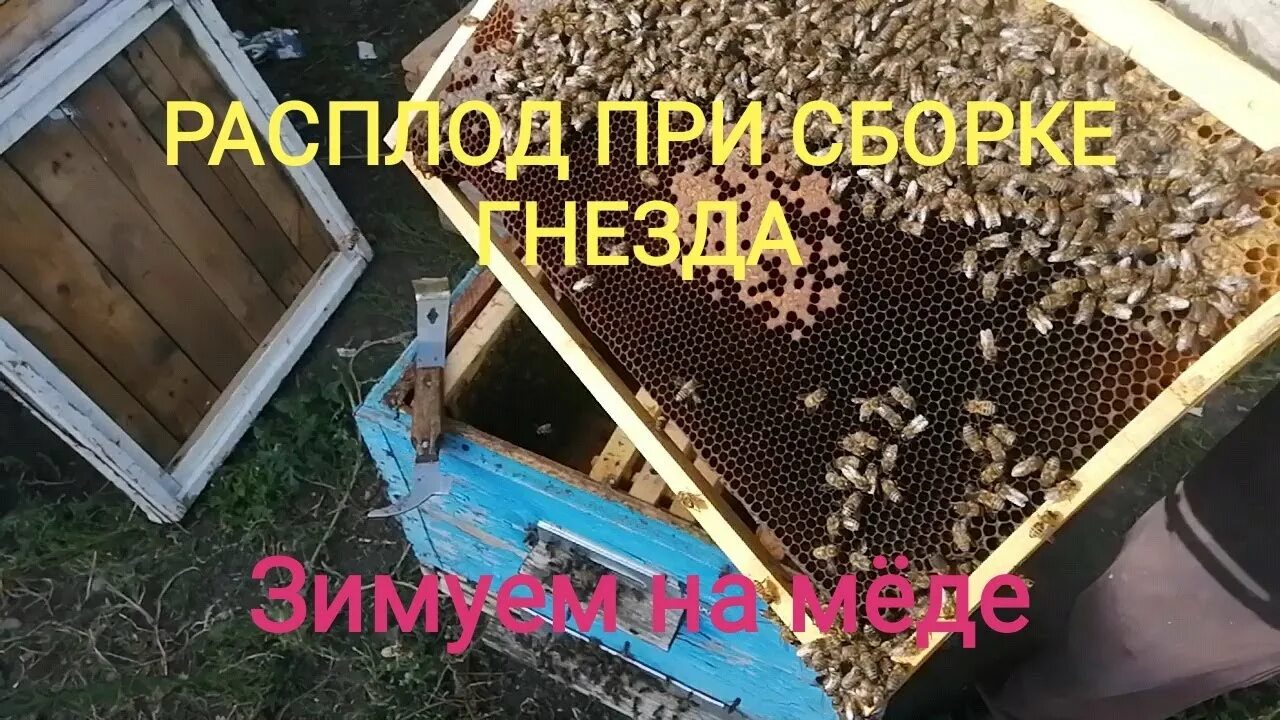 Формирование гнезда. Формирование гнезда пчел. формировка пчелиного гнезда на зиму. как собрать гнездо пчел весной. схема сборки пчелиного гнезда на зиму.