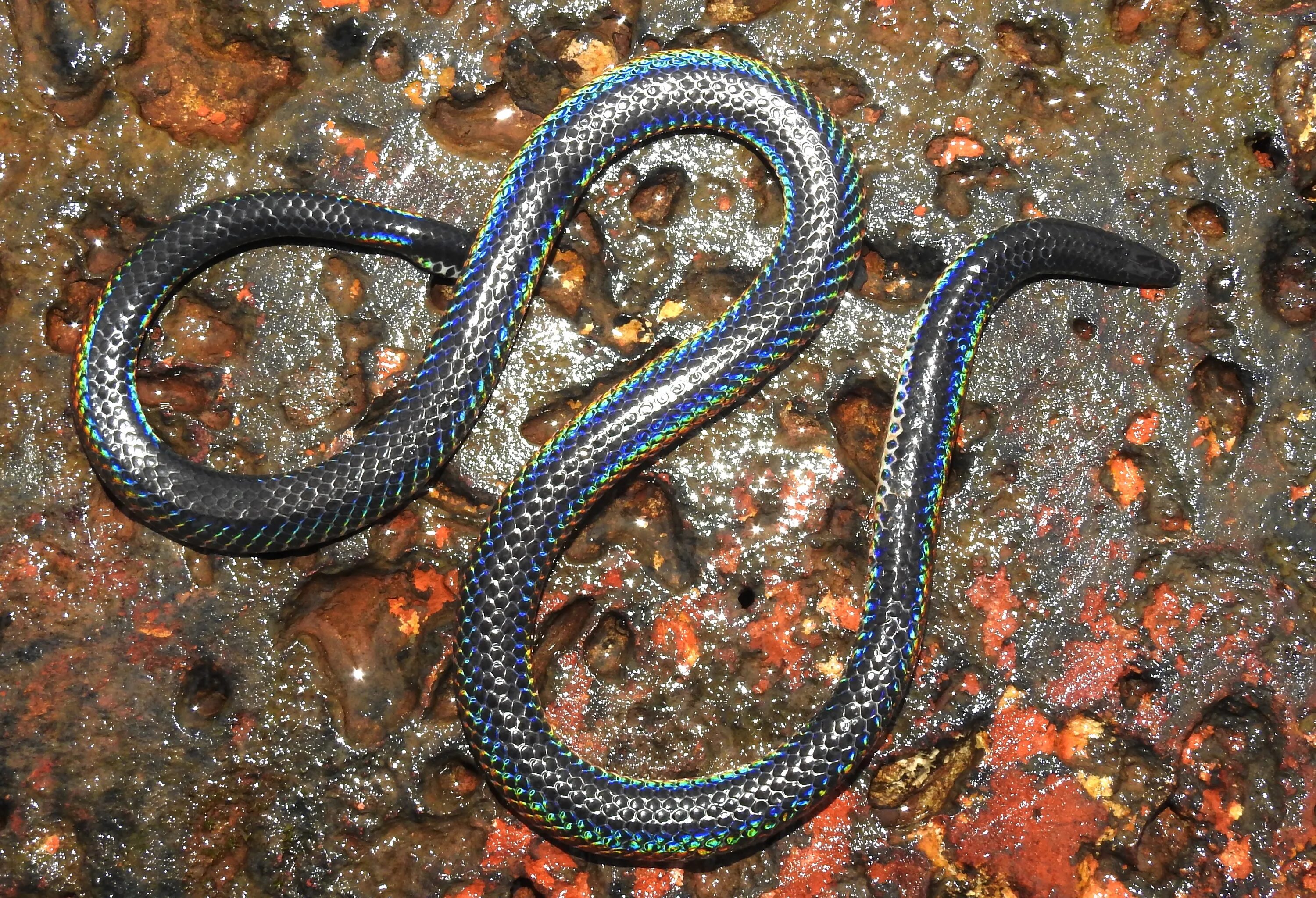 Змеи беспозвоночные. Melanophidium khairei. Щитохвостые змеи. Радужная змея. Радужный щитохвост.